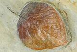 Plate with Two Fossil Leaves (Two Species) - Montana #377902-3